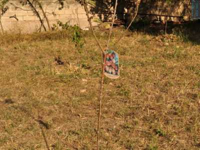 Questa piccola pianta invece si trasformer� in un ciliegio